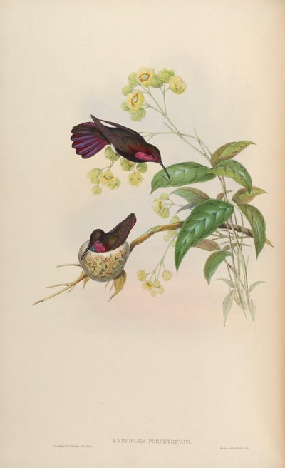 Lampornis porphyrurus = Anthracothorax mango by John Gould